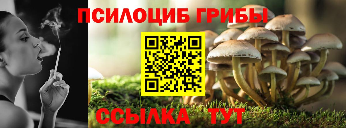 Галлюциногенные грибы Cubensis Новозыбков